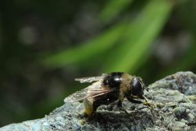 big bee in a tree