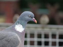 Dove Ringdove pigeon