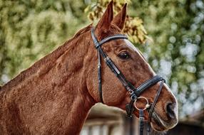 Horse Brown Animal
