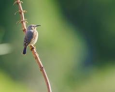 Southern Double-Collared Sunbird