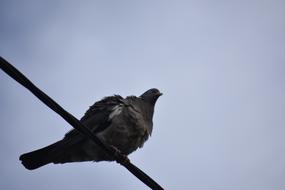 Dove Bird Nature
