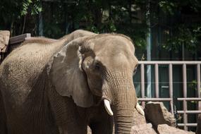 Elephant Mammal Animal