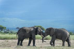 Elephant Animal Kenya