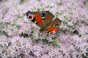 beautiful butterfly with an eye pattern