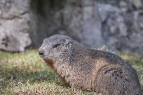 Marmot Nager Furry