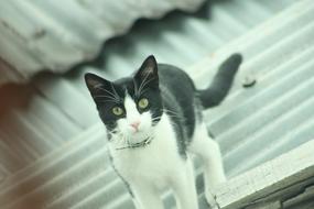 Do Cat Animal Nature Don