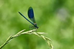 Dragonfly Stohhalm Insect