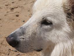 Swiss White Shepherd Dog