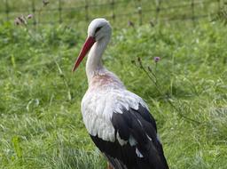 Rattle Stork Bird on grass