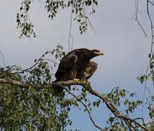 Bird Predator Nature