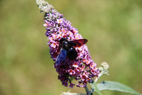 Carpenter Bee Insect Flower