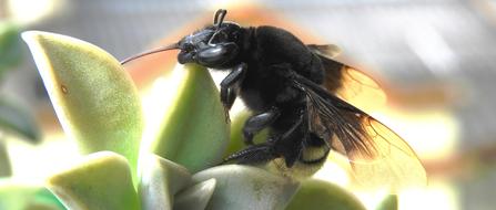 Insect Macro Nature