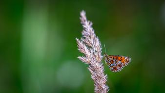 Butterfly Macro Insect
