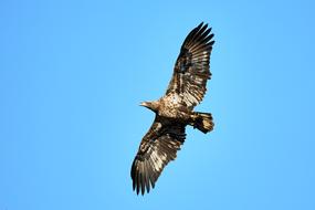 Eagle Bald Bif Bird In