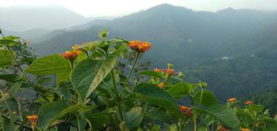 green foliage with beautiful flowers