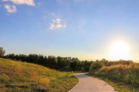 Background Forest Nature