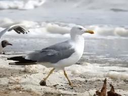 Seagull Sea Holiday
