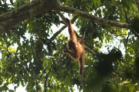 Orang Utan Sumatra Bukit Lawang