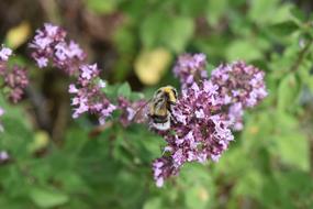 Hummel Oregano Fictional