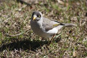 Noisy Miner Bird Native