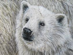 Polar Bear Wall Art