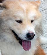 Dog Eb Animal