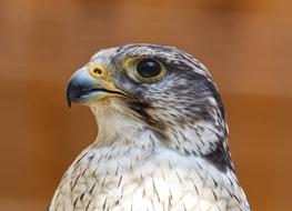 Bird Falcon Nature Of