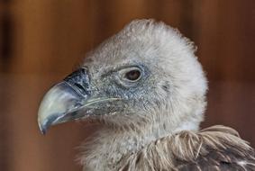Bird Vulture Nature Of