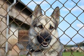 Dog Chained Kennel