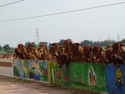 a herd of cows behind an iron fence