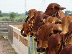 cows have a lot of heads