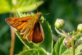 Skipper Insect Butterfly