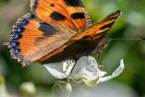 Butterfly Insect Macro Close