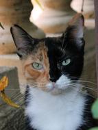 Cat Pussy Cute