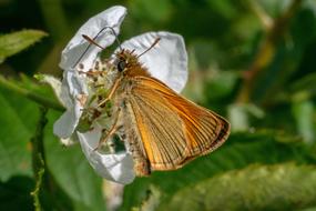 orange butterfly on a white flower