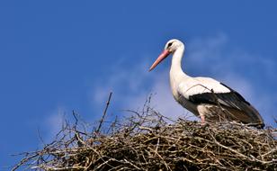 Stork Nest Bird