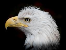 Portrait White Tailed Eagle Close