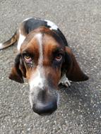 Basset Hound Hush Puppie Dog Look