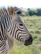 Hartmann'S Zebra Mountain