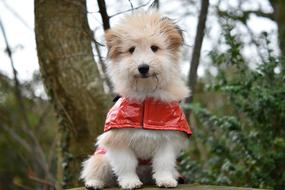 Dog Wears A Coat Pup Look