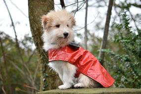 Dog Wears A Coat Pup
