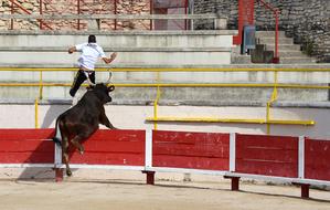 Flight Camargaise Race Bull