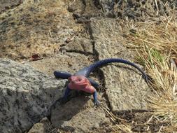 Lizard Reptile Animal