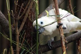 Bird White Parrot