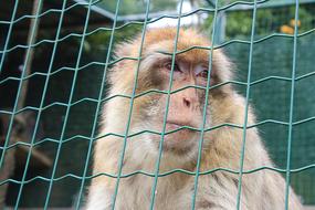 Macaque Of Gibraltar Primate Mono