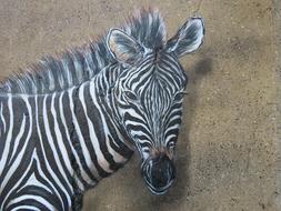 Zebra Wall Art