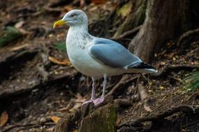 Gull Animal Bird