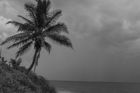 Beach Palm Blackandwhite