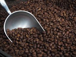 roasted coffee beans on a spoon