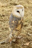 Barn Owl